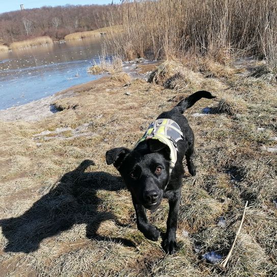 Wasser, Hund, Hunderasse, Fleischfresser, Arbeitstier, Himmel, See, Halsband, Landschaft, Pflanze,