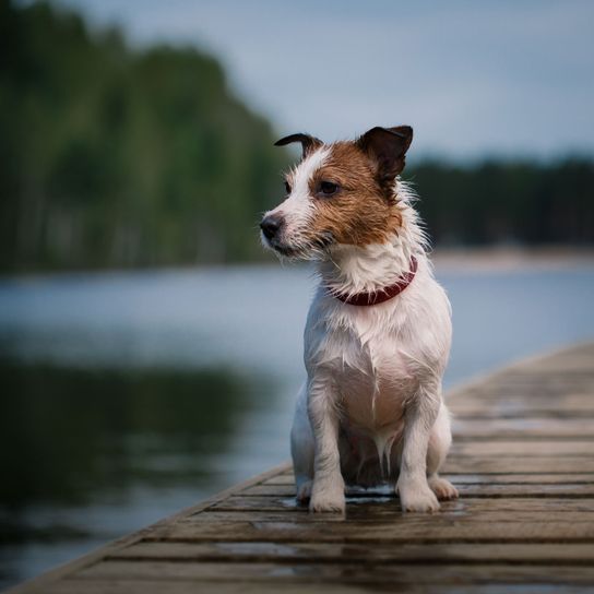 Kutya, emlős, gerinces, Canidae, kutyafajta, húsevő, Russell terrier úszó, társas kutya, ormányos, sportos csoport,