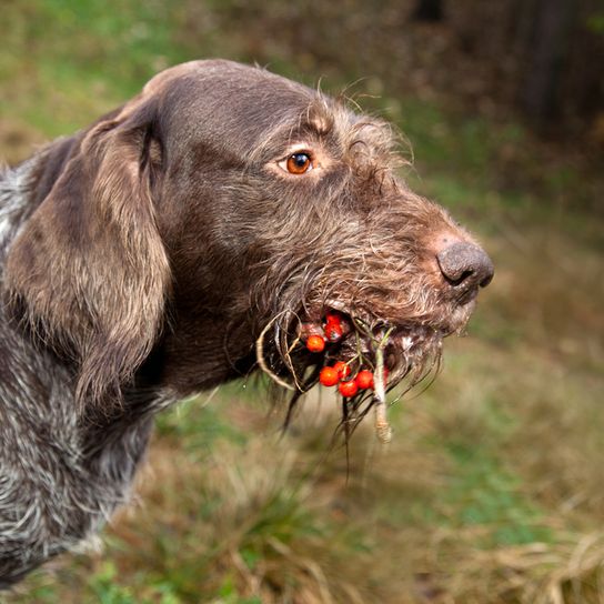 barna fehér német drótszőrű pointer, német kutyafajta, nagy vadászkutya, durva szőrű kutya bogyókkal a szájban