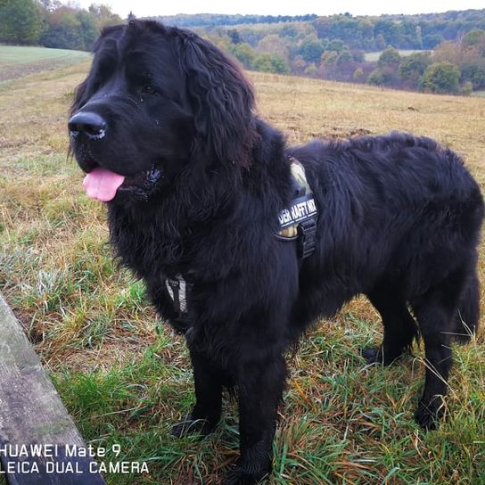 Hund,Fleischfresser,Hunderasse,Gras,Arbeitstier,Begleithund,Schnauze,Pflanze,Sportliche Gruppe,Baum,