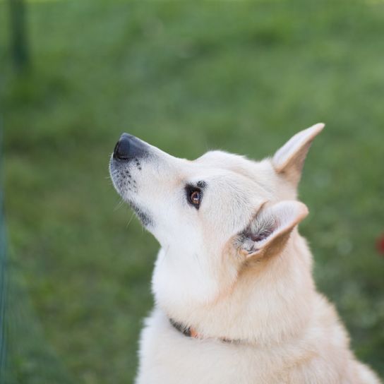 Norvég Buhund, kis fehér kutya, amely hasonlóan néz ki, mint a Spitz, kutya Norvégiából.