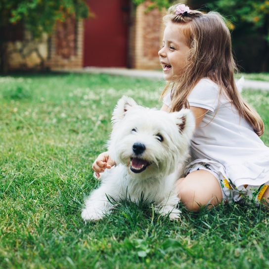 Lány és kis fehér kutya, Westhighland White Terrier Skóciából, skót kutyafajta, kis családi kutya álló fülekkel
