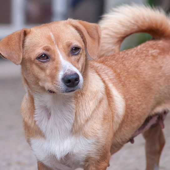 barna fehér kutya Ausztriából, osztrák pinscher, közepes méretű kutya térdig érő, családi kutya, pinscher fajta