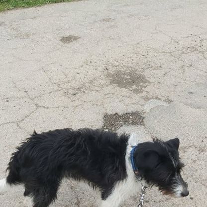 Parson Collie © Melanie Huber Hund,Fleischfresser,Hunderasse,Halsband,Begleithund,Straßenoberfläche,Gras,Hundehalsband,Schwanz,Wasserhund,