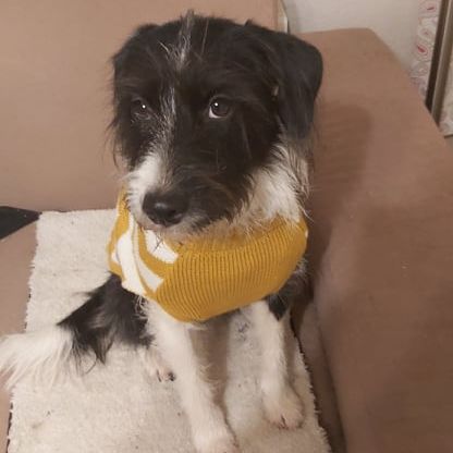 Parson Collie © Melanie Huber Hund,Hunderasse,Fleischfresser,Wasserhund,Begleithund,Arbeitstier,Halsband,Schnauze,Terrier,Spielzeughund,