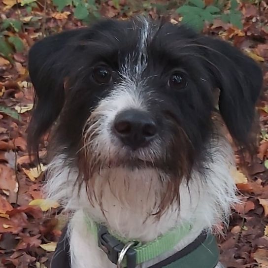 Parson Collie © Melanie Huber Hund,Hunderasse,Fleischfresser,Slowakischer Rauhaardackel,Begleithund,Schnauze,Sportliche Gruppe,Leber,Wasserhund,Terrier,