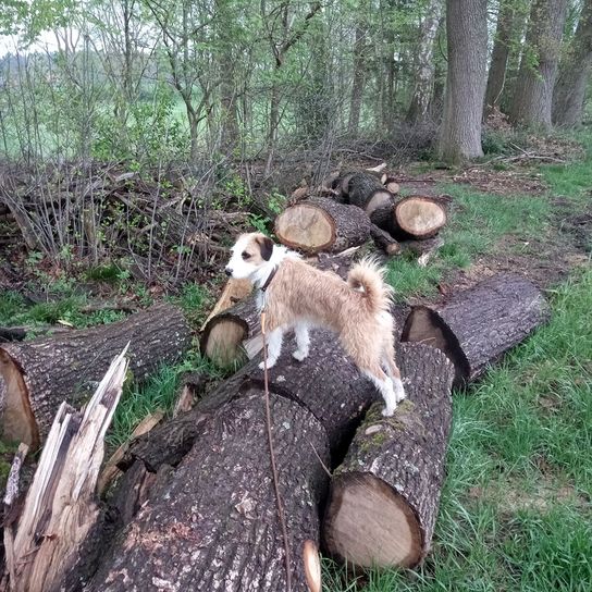 Pflanze,Holz,Baum,Fleischfresser,Hund,Biome,Rehkitz,Naturlandschaft,Baumstamm,Bodendecker,