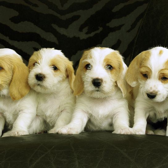 Basset Griffon Vendeen kiskutya, Petit Basset Griffon Vendeen kiskutyák, négy közepes méretű kutyafajta lógó fülekkel, trikolor kutyafajta Franciaországból, francia vadászkutya, vadászkutya, durva szőrű kutya, durva szőrű kutya, barna fehér kutyák, narancssárga kutyák.