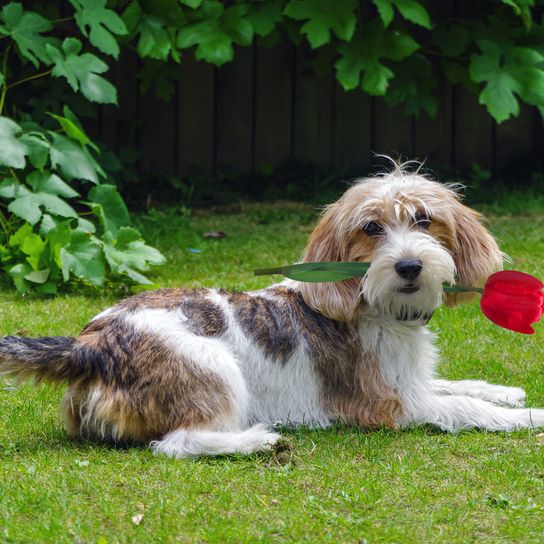 Basset Griffon Vendeen, Petit Basset Griffon Vendeen rózsával a szájban, trikolor kutyafajta Franciaországból, francia vadászkutya, vadászkutya, durva szőrű kutya, durva szőrű kutya, barna fehér kutyák, narancssárga kutyák.