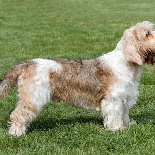 Basset Griffon Vendeen, Petit Basset Griffon Vendeen rózsával a szájban, trikolor kutyafajta Franciaországból, francia vadászkutya, vadászkutya, durva szőrű kutya, durva szőrű kutya, barna fehér kutyák, narancssárga kutyák.