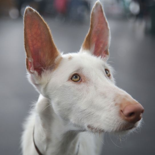 Emlős, Kutya, Gerincesek, Kutyafajta, Canidae, Ibizai kutya, Ibizai kutya, Ragadozó, Ormányos, Podenco canario, Ritka fajta (kutya), fehér, közepes méretű, tüskés fülű kutya Ibizáról.