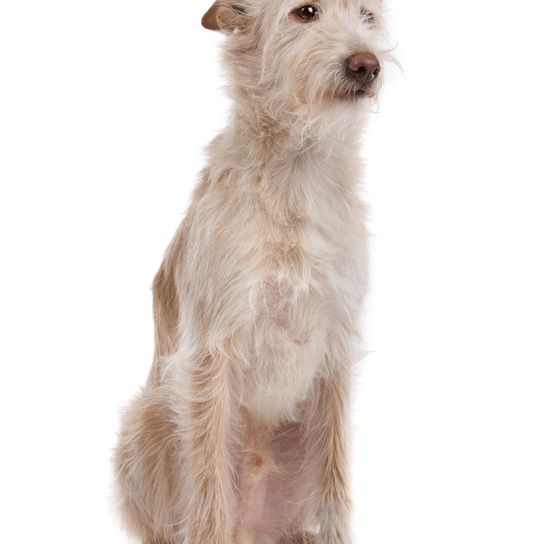 Podengo Portugues nagy, durva szőrű kutya Portugáliából, vörös fehér kutya, narancssárga színű kutya, álló fülű kutya, vadászkutya, családi kutya