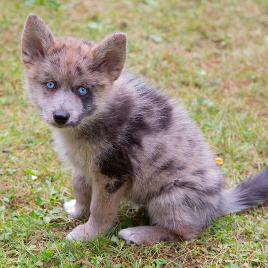 Húsevő,Felidae,Kutya fajta,Macska,Növény,Bajszos,Barna,Földi,Fű,Kis és közepes méretű macskák,