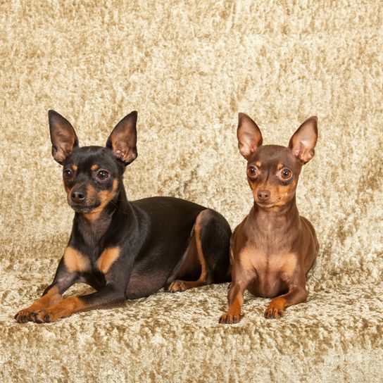 Prager Rattler fekszik barna háttéren, két kis kutya álló füllel, világosbarna és sötétbarna kutya, dobermann színű kutya, világosbarna és sötétbarna kutya, dobermann színű kutya