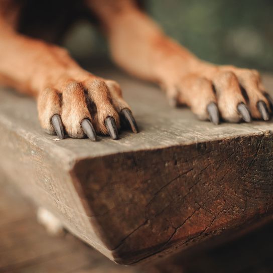 kéz, fa, Rhodesian Ridgeback kutya ujjai, hosszú körmök egy Ridgeback kutyán, nagy barna kutya, hosszú körmök egy Ridgeback kutyán