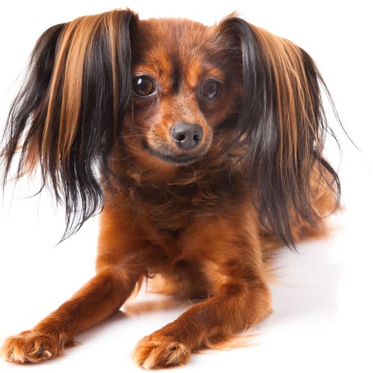 Russkiy Toy barna fekete fekvő fehér alapon, kis kutyafajta Oroszországból, orosz kutyafajta, Terrier, orosz Toy Terrier, lógó fülek, hosszú szőrzet, Chihuahua-hoz hasonló kutya