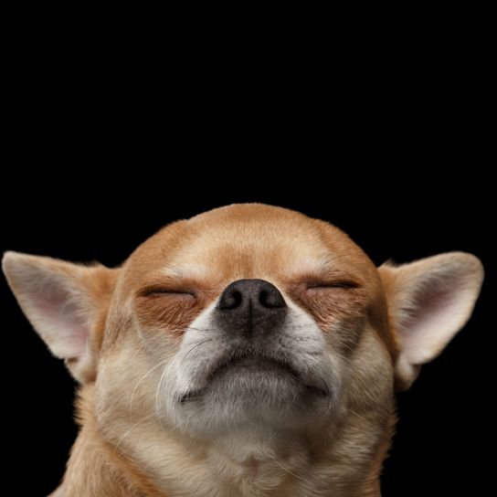 coboly színű chihuahua emlős, gerinces, kutya, Canidae, kutyafajta, szájkosár, orr, szőke chihuahua, húsevő, bajusz, coboly színű rövidszőrű chihuahua, kis kutya 2kg alatt