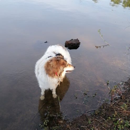 Wasser, Hund, See, Fleischfresser, Hunderasse, Naturlandschaft, Ufer, Gras, Begleithund, Landschaft,