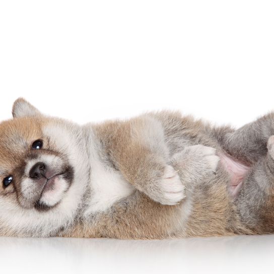 Shiba Inu kiskutya világosbarna emlős, gerinces, Canidae, kutya, Shiba Inu kiskutya világosbarna, szúrós fülű, kis barna kutya, szúrós fülű, felgöndörített farokkal, medvére hasonlító kiskutya