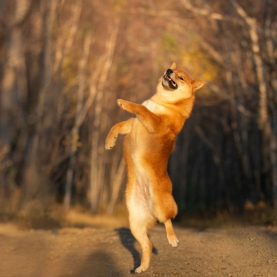 Shiba ugrik Canidae, vadon élő állatok, kutya, kutyafajta, ragadozó, dingóhoz hasonló kutya, rókához hasonló fajta, vörös kis kutya göndör farokkal és szúrós fülekkel.