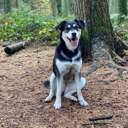 Pflanze,Hund,Hunderasse,Baum,Fleischfresser,Begleithund,Schwanz,Schnauze,Sportliche Gruppe,Gras,