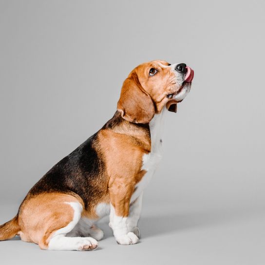 kutya, emlős, gerinces, kutyafajta, canidae, beagle terrier, ragadozó, beagle, ülve felfelé néző beagle szürke háttér előtt