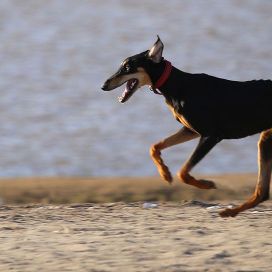 Kutya, emlős, gerinces, Canidae, kutyafajta, Toy Manchester Terrier, Manchester Terrier, ragadozó, német pinscher, angol Toy Terrier, hosszúfarkú Sloughi, agár, fekete sovány kutya, nagy fekete kutya, nagy fekete kutya.