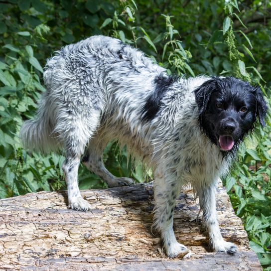Stabijhoun kutya, Stabyhoun, holland kutyafajta, fekete-fehér, hosszú szőrű vadászkutya
