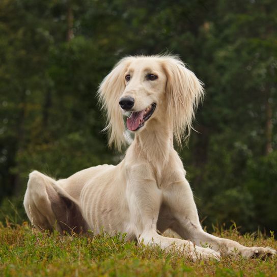 Kutya, emlős, gerinces, Canidae, kutyafajta, Saluki, húsevő, selymes agár, társas kutya, agár hosszú szőrrel a fülén, nagyon vékony kutya, nagy kutya fajta szőke, kutya hasonló Borzoi