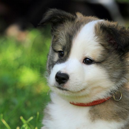 Kutya, emlős, gerinces, kutyafajta, Canidae, húsevő, ausztrál collie-hoz hasonló fajta, kölyökkutya, társasági kutya, szibériai huskyhoz hasonló kutya, kis szürke és fehér izlandi kutya kölyökkutya