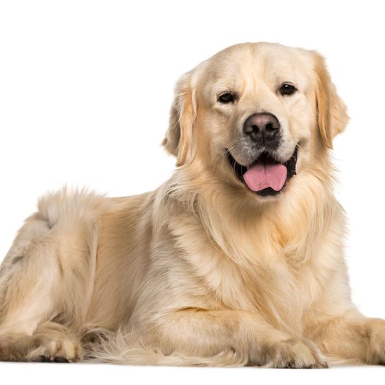szőke golden retriever Kutya, emlős, gerinces, kutyafajta, Canidae, szőke golden retriever, retriever, ragadozó, társas kutya, sportkutyafajta, családi kutya, vakvezető kutya.
