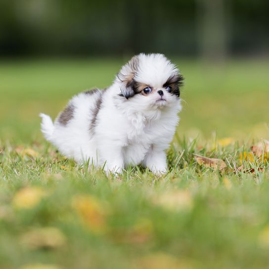 Emlős, Gerincesek, Canidae, Kutya, Kölyökkutya, Shih tzu-hoz hasonló fajta, Fű, Társas kutya, Japán Chin kölyökkutya, Kis fehér szürke kutya, Pomerániaihoz hasonló kutya.