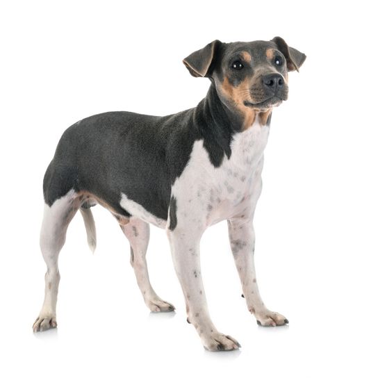 Terrier Brasileiro teljes testkép, tricolor kis kutya, közepes kutyafajta Brazíliából