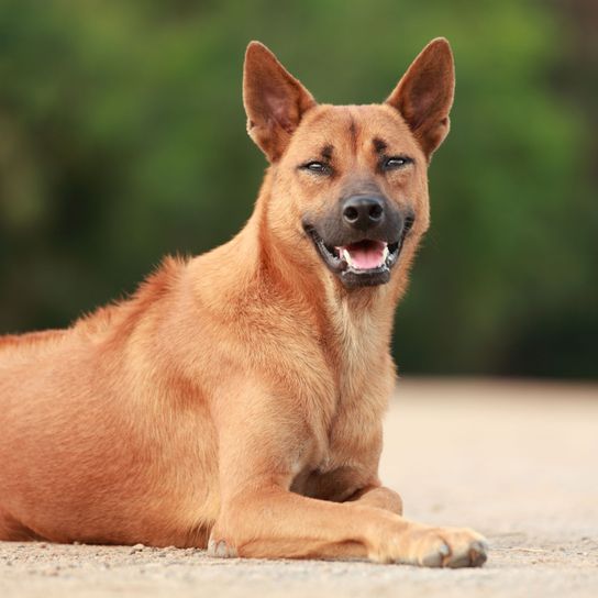 Kutya, emlős, gerinces, kutyafajta, Canidae, húsevő, kutya hasonló a Carolina doghoz, szájkosár, fajta hasonló a Pariah doghoz, utcai kutya, Thai Ridgeback barna, szürke Ridgeback szúrós fülű, szürke Ridgeback