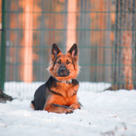 Hund,Hunderasse,Schnee,Fleischfresser,Hundebedarf,Rehkitz,Begleithund,Schnauze,Baum,Gefrieren,