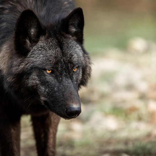 Timberwolf, veszélyes vadállat, kutyával keresztezett farkas, fekete farkas, farkaskutya, a kutyák őse.