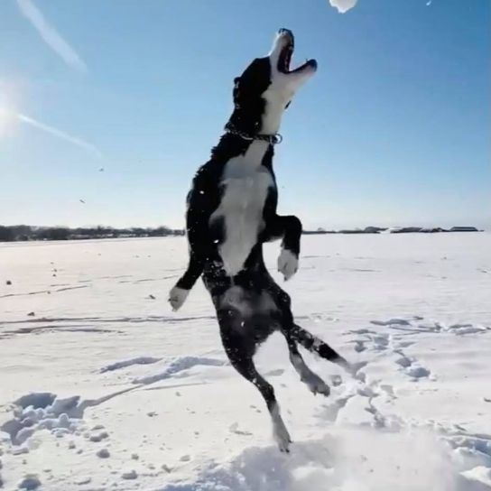 Himmel, Schnee, Hund, Menschen in der Natur, Fleischfresser, Hunderasse, Ball, Glücklich, Gefrieren, Mond,