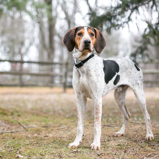 Treeing Walker Coonhound az erdőben, teljes testkép, háromszínű kutyafajta Amerikából, amerikai vadászkutya mosómedvék és opposumok vadászatára, hosszú lógó fülű kutya, foltos kutyafajta, nagy kutya