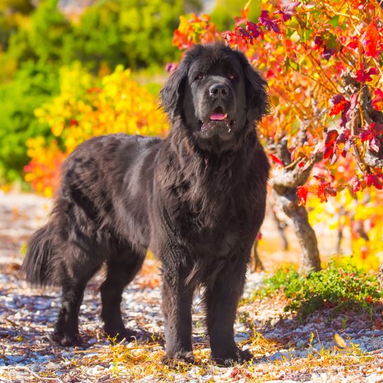 Újfundlandi ősz Kutya, emlős, gerinces, kutyafajta, Canidae, húsevő, sportoló csoport, a Flat-Coated Retrieverhez hasonló fajta, újfundlandi fekete hosszú szőrű, a német spánielhez hasonló kinézetű,