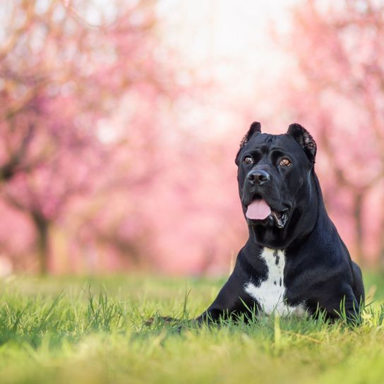 Kutya, emlős, gerinces, Canidae, kutyafajta, ragadozó, Cane Corso levágott fülű, őrkutya, szájkosár, fű, nagy fekete harci kutya levágott fülűvel