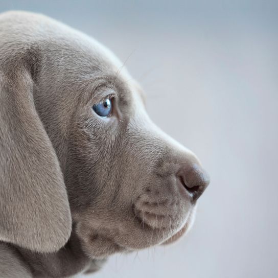 Kutya, emlős, gerinces, kutyafajta, weimaraner kölyökkutya, Canidae, ragadozó, vadászkutya, lógó fülű kutya, nagy szürke kutya kék szemekkel