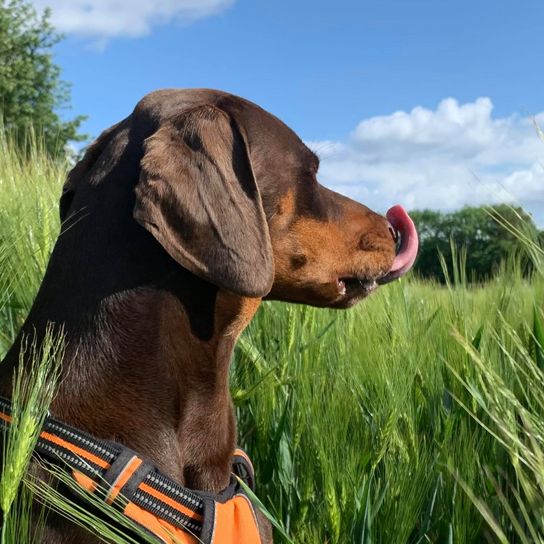 Wolke, Himmel, Hund, Pflanze, Hunderasse, Arbeitstier, Fleischfresser, Halsband, Gras, Leber,