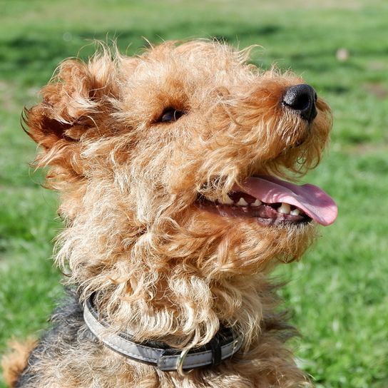 Welsh Terrier kiskutya, fürtös kutya, kutyának rendszeres nyírásra van szüksége, kiskutya, kis barna kutya vadászatra, vadászkutya fajta