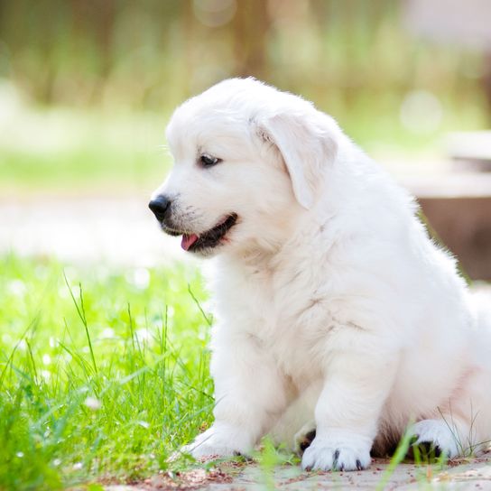 Kutya, emlős, gerinces, kutyafajta, Canidae, lengyel tátrai juhászkutyához hasonló fajta, húsevő, maremmai juhászkutyához hasonló kutya, nagypireneihez hasonló állat, szlovák kuváchoz hasonló kiskutya, golden retriever kölyök fűben, kis aranyló kölyök fehér, családi kutya, hosszú szőrű kutya, népszerű kutyafajta Németországban, családi kutya, hosszú szőrű kutya, népszerű kutyafajta Németországban.