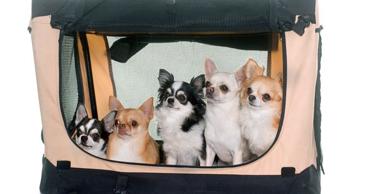 Chihuahuas im Transportzwinger vor weißem Hintergrund