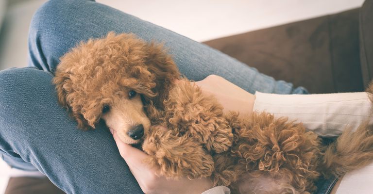 Ein junges Mädchen ruht sich mit einem Pudelhund auf dem Sessel zu Hause aus.