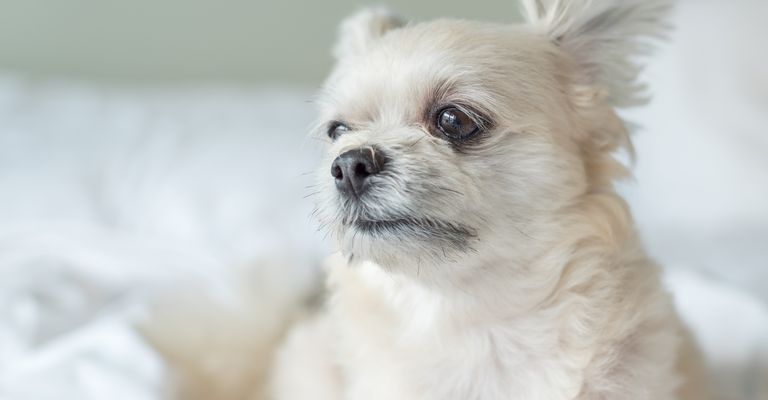 Hund so niedlich gemischte Rasse mit Shih-Tzu, Pomeranian und Pudel sitzen oder schlafen liegt auf dem Bett mit weißen Schleier und Blick auf etwas mit Interesse auf dem Bett im Schlafzimmer zu Hause oder Hotel