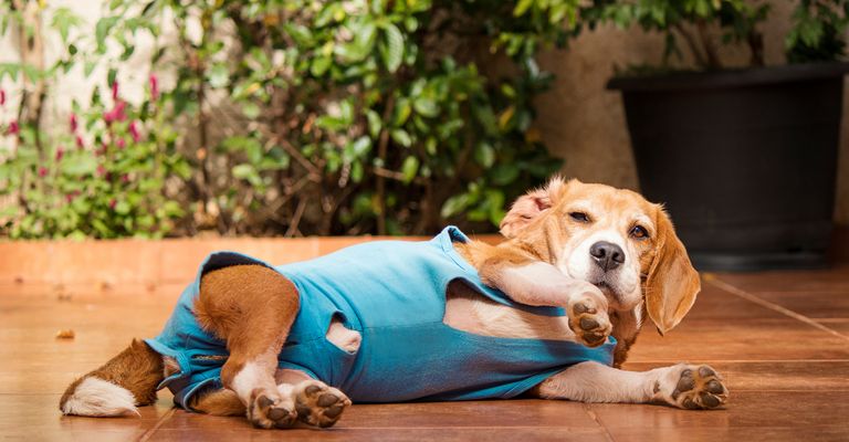 Hund mit postoperativem Tuch im Garten