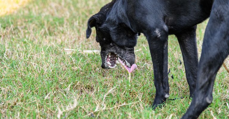 Schwarze Haushunde haben einen gebückten Körper und erbrechen Schleim