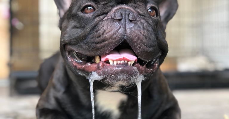 Ein liebenswerter französischer Bulldoggenwelpe, dem aufgrund der sengenden Sommerhitze unkontrolliert Speichel aus dem Maul tropft.